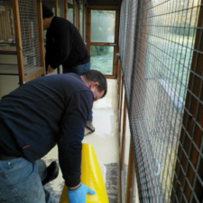 repair floor, Blue Cat Cattery